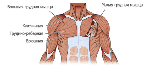 как правильно развить грудные мышцы